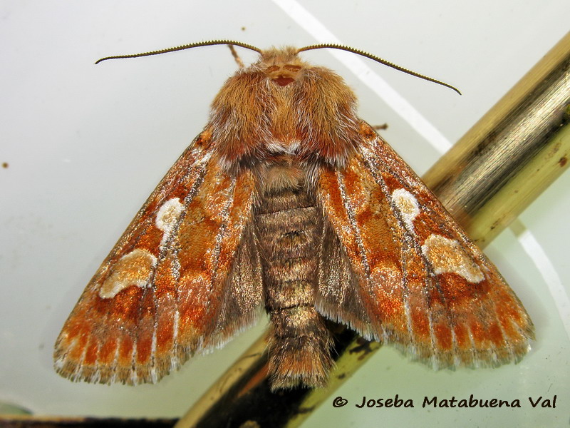 Panolis flammea - Noctuidae